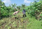 Bhabinkamtibmas-Kemantren-Koordinasi-dengan-Petani-Terong-dan-Cabai-Dukung-Ketahanan-Pangan