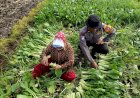 Polsek-Balongbendo-Dukung-Program-P2B-dengan-Kelola-Pekarangan