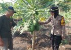Sinergi-Polri-dan-Warga,-Polsek-Taman-Wujudkan-Swasembada-Pangan-lewat-Budidaya-Pepaya