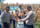 Polsek-Balongbendo-Panen-Jagung-bersama-Ponpes-Mambaul-Ulum