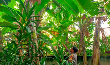 Wujudkan-Ketahanan-Pangan,-Bhabinkamtibmas-Bebekan-Edukasi-Warga-Soal-Perawatan-Pohon-Pisang