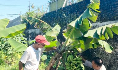 Polsek-Sedati-Aktif-Dukung-Pertanian-Warga-Lewat-Program-P2B-Ketahanan-Pangan