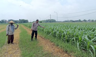 Polsek-Tarik-Patroli-Lahan-Jagung-Dukung-Swasembada