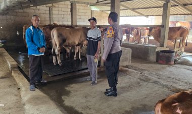 Program-P2B-Sapi-di-Karangtanjung-Kuatkan-Swasembada