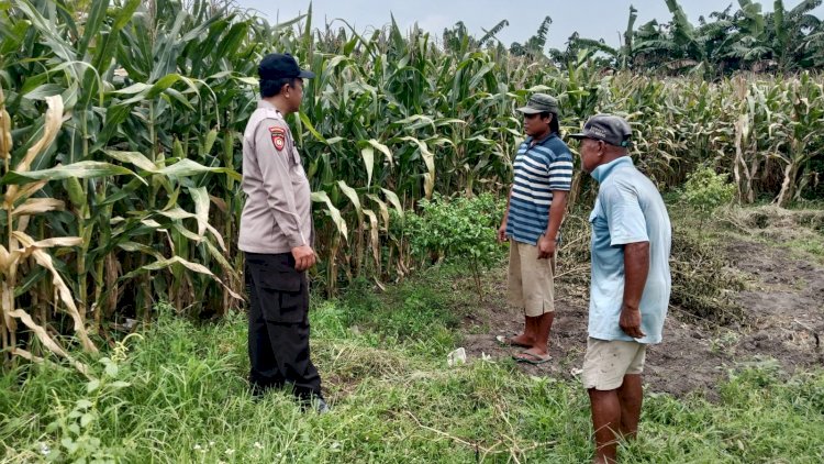 Polsek-Balongbendo-Tinjau-Kesiapan-Panen-Jagung,-Dukung-Ketahanan-Pangan