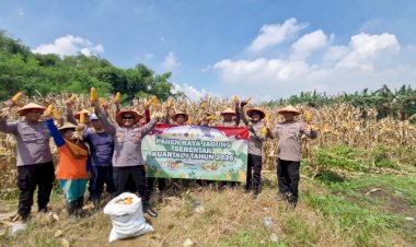 Panen-Jagung,-Polsek-Balongbendo-Dukung-Ketahanan-Pangan-di-Sidoarjo