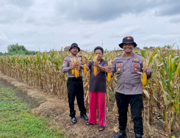 Polri Kawal Panen Jagung di Desa Singkalan