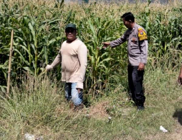 Polsek Tulangan Tinjau Lahan Jagung Kajeksan